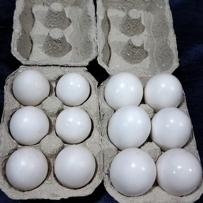 Khay giấy định hình vs khay carton: khác gì nhau?