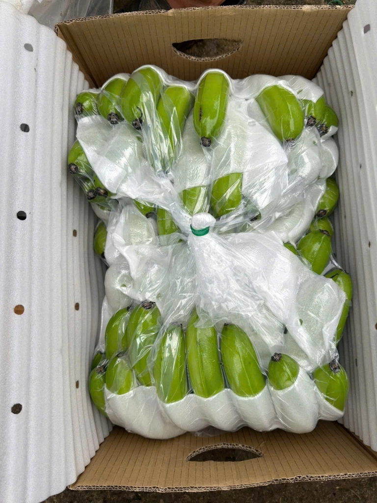 Bao bì đóng gói chuối xuất khẩu