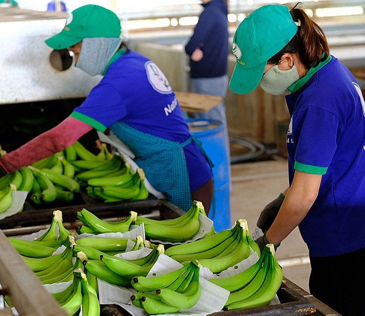 Bao bì đóng gói chuối xuất khẩu với túi bọc buồng chuối, thùng carton in theo nông trại và vật liệu chống sốc
