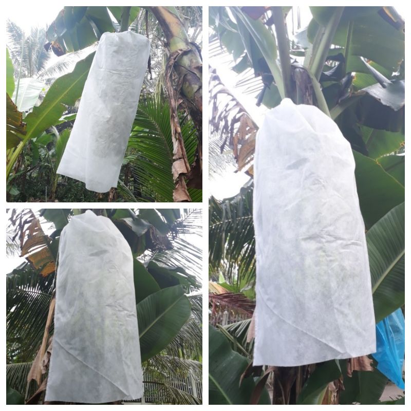Bao bì đóng gói chuối xuất khẩu