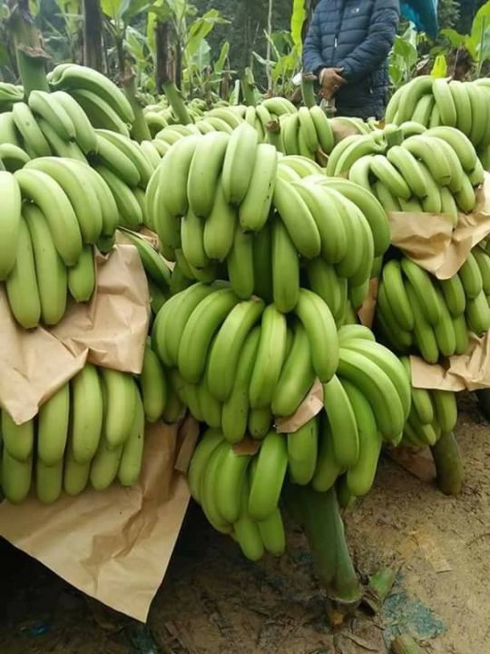 Bao bì đóng gói chuối xuất khẩu