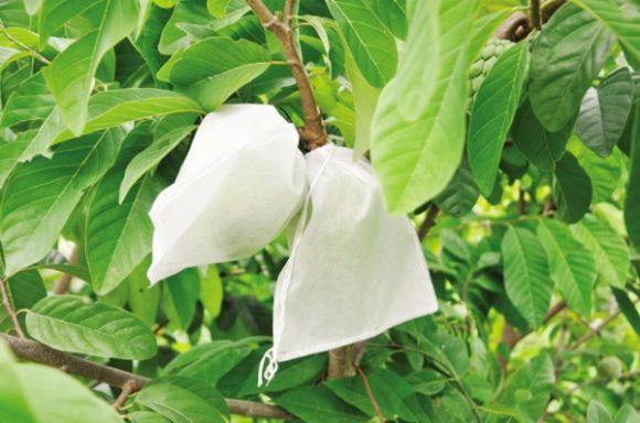 Bao bì vải không dệt bọc trái cây dùng cho chuối, ổi, bưởi và nông sản